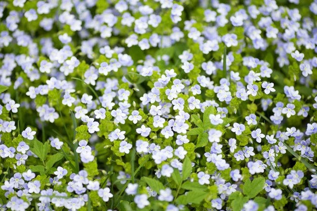 Fragrance